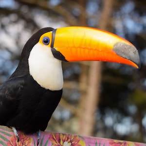 Pode incluir: Um tucano-toco com plumagem preta, garganta branca e um bico grande de cor laranja vibrante com uma mancha cinza-escura na ponta. A ave tem um anel azul brilhante ao redor do olho e está pousada em uma superfície com estampa floral.