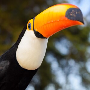 May include: A toco toucan featuring a large, vibrant orange beak with a black tip, a bright white throat and chest, and black feathers covering the rest of its body. The bird has a blue ring around its eye and a black patch at the beak base.