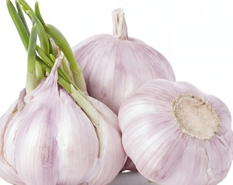 California Early Softneck Garlic – 2026 Heirloom Seed for Fall Planting & Eating, Non-GMO