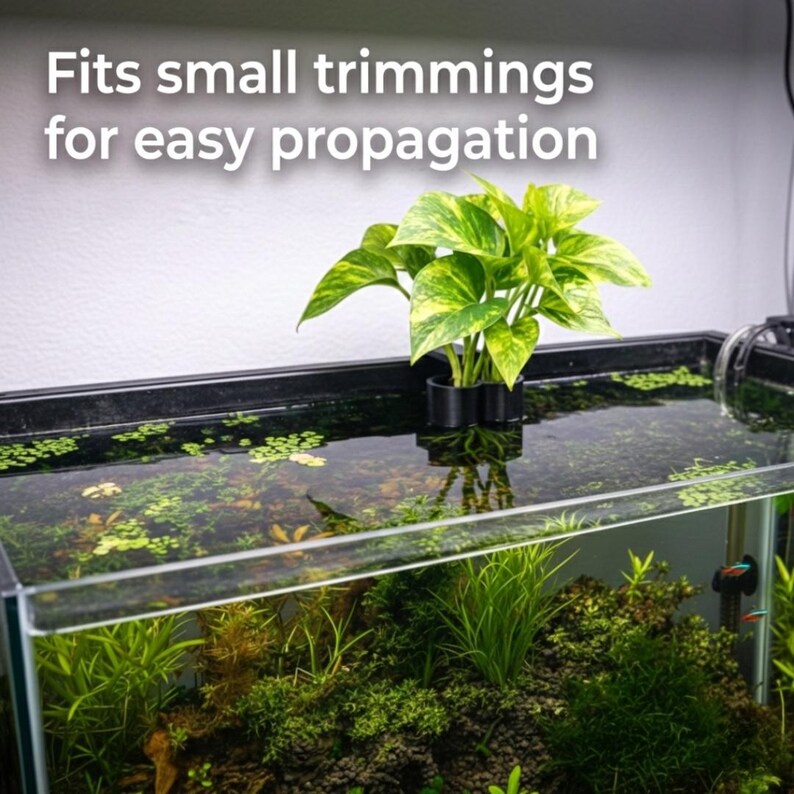 aquarium-plant-holder-emersed-plants-aquatic-pothos-etsy