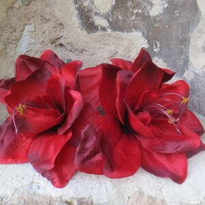 May include: Two large, deep red amaryllis flowers with yellow centers. The flowers are arranged in a circle and are against a light gray background.