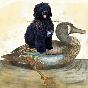 Portuguese Water Dog  Portie Dog riding duck Art Vintage Print Ad (CANVAS Print, Fine Art Print, Mug, Pillow, Tote Bag) Dog Mom & Dad gifts