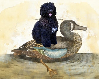 Portuguese Water Dog Print: Vintage Art, Dog on Duck