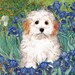 see more listings in the Van Gogh Dog Art section