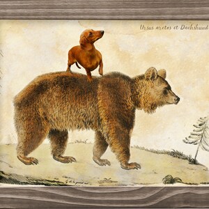 Red Dachshund Doxie riding Grizzly bear Art Vintage Print Ad (CANVAS Print, Fine Art Print, Mug, Pillow, Tote Bag)Wiener Dog Mom & Dad gifts
