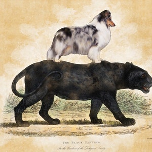 Vintage Shetland Sheepdog & Black Panther Art Print