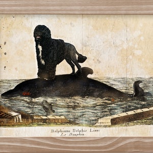 Portuguese Water Dog Portie Dog riding dolphin Art Vintage CANVAS Print Dog Mom and Dad Personalized gifts Vintage Dog