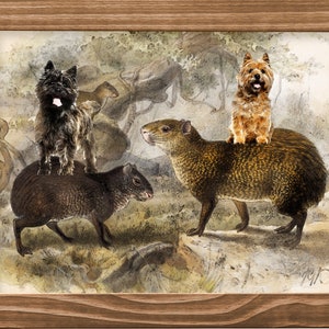 Vintage Cairn Terrier Riding Capibara Print Terrier Mug Dog Pillow Tote Bag Mom Dad Gifts