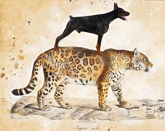 Vintage Doberman Pinscher Art Print: Dog Riding Jaguar