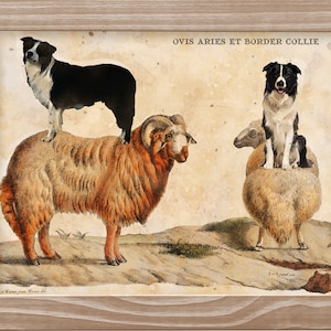 Border Collie Dog Riding Sheep Art - Vintage Canvas Print - Personalized Dog Mom and Dad Gift - Vintage Dog