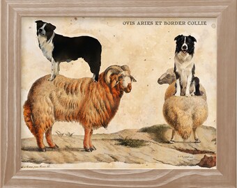 Border Collie Riding Sheep Vintage Art Print: Personalized Dog Gift