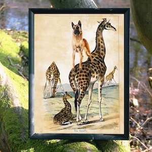 Belgian Malinois on Giraffe Vintage Art Canvas Print - Dog Mom Dad Gifts