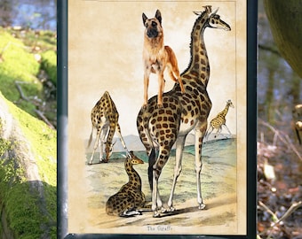 Belgian Malinois on Giraffe Vintage Art Canvas Print - Dog Mom Dad Gifts