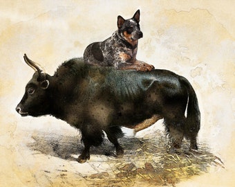 Blue Heeler Riding Bull Art Print: Dog Mom/Dad Gift