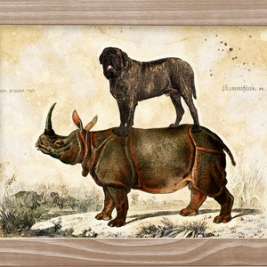 Brindle English Mastiff on Rhino Vintage Print - Dog Mom Dad Gifts Canvas Fine Art Mug Pillow Tote