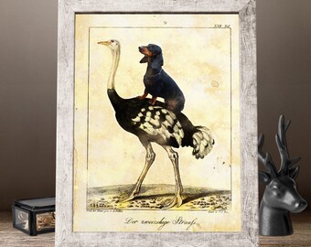 Lámina vintage de perro salchicha y avestruz: Arte canino caprichoso