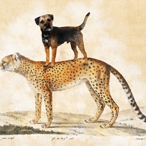 Op de afbeelding: Een bruine en zwarte hond staat op de rug van een cheetah. De cheetah loopt naar voren met zijn staart gekruld erachter. De hond kijkt naar de kijker. De achtergrond is lichtbruin.