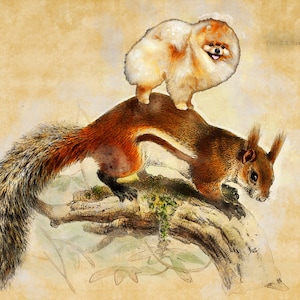 Pomeranian Art Print, Dog riding squirrel, Vintage Dog Print, Personalized Dog gifts