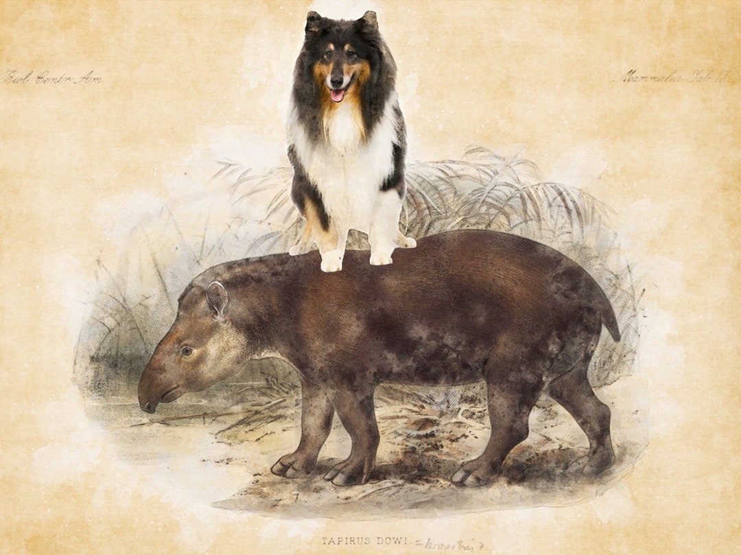 Tri-color Rough Collie Riding Tapir Art Vintage Print Ad CANVAS Print ...