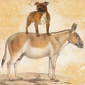 Staffordshire Bull Terrier Staffy Dog riding Donkey Art Vintage CANVAS Print Dog Mom and Dad Personalized gifts