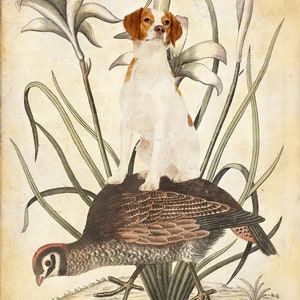 Vintage Brittany Spaniel Dog Art Print door Nobility Dogs - jachttafereel patrijs