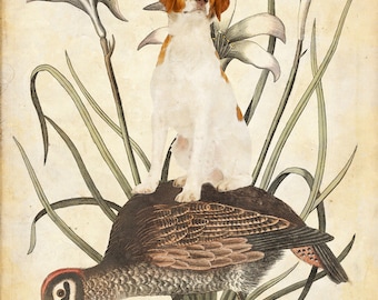 Vintage Brittany Spaniel Dog Art Print by Nobility Dogs - Partridge Hunting Scene