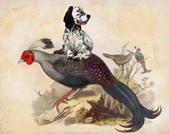 Lámina artística vintage de un perro setter inglés montando un faisán.