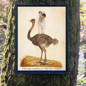 Soft Coated Wheaten Terrier riding Ostrich Art Vintage Print Ad (CANVAS Print, Fine Art Print, Mug, Pillow, Tote Bag) Dog Mom & Dad gifts