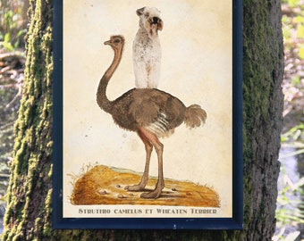 Soft Coated Wheaten Terrier riding Ostrich Art Vintage Print Ad (CANVAS Print, Fine Art Print, Mug, Pillow, Tote Bag) Dog Mom & Dad gifts