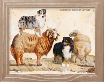 Vintage Australian Shepherd Art Print: Aussie Dog Riding Sheep