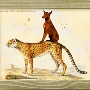 Pharaoh Hound riding Cheetah Vintage Dog Art Print by Nobility Dogs