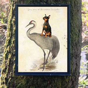 Miniature Pinscher Black Min Pin riding crane Art Vintage Print Ad (CANVAS Print, Fine Art Print, Mug, Pillow, Tote Bag) Dog Mom & Dad gifts