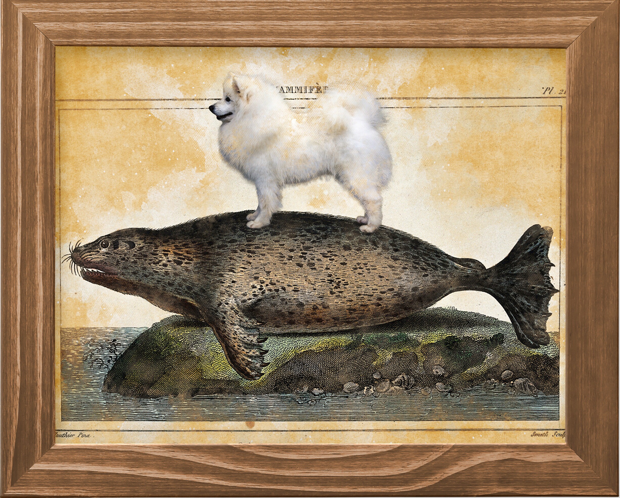 CANVAS Kunst amerikanischen Eskimo Eskie Hund Eskimo Hund Etsy