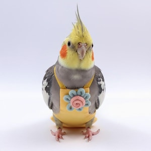 Op de afbeelding: Een grijze en gele valkparkiet met een gele tuigje met een blauwe en roze bloemenapplicatie. De vogel heeft een gele kuif, oranje wangen en staat tegen een witte achtergrond.