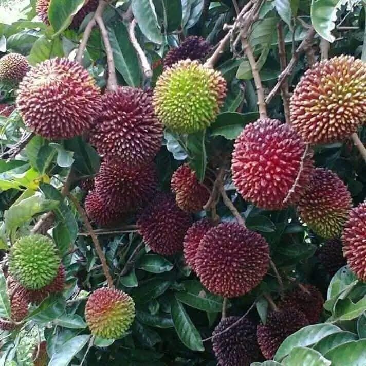 Pulasan Fruit Tree Seedling (nephelium Ramboutan-ake) – Rare Tropical ...