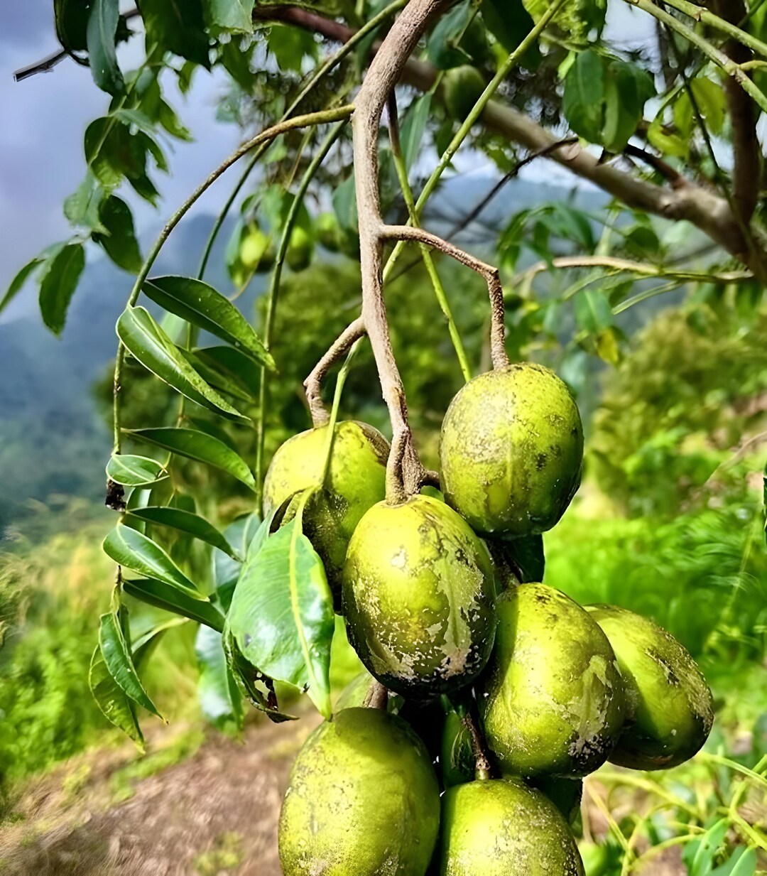 Ambarella Fruit Tree Seedling – Kedondong Tropical Edible Plant - Etsy