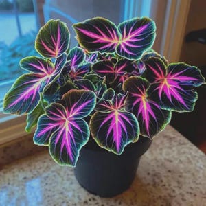 Calathea Couture Plant - Etsy