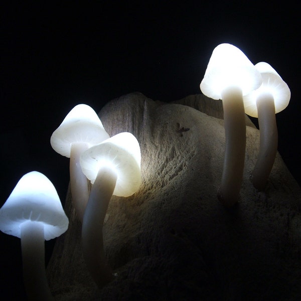 Magical Mushrooms. Shroom and Driftwood l.e.d. Mood Lighting Sculpture.