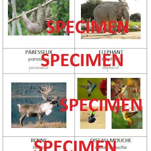Imagier des animaux d'Asie, d'Océanie et  d'Amérique - nomenclature Montessori - 3 écritures (60 cartes)