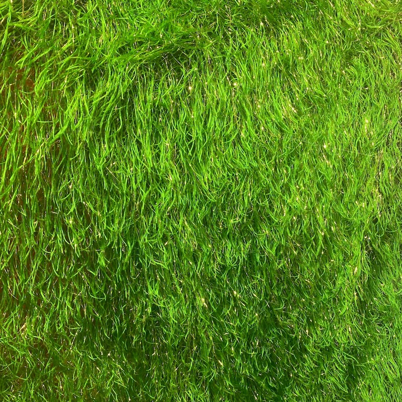 Feather fabric - 2 meters