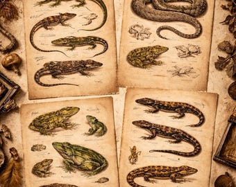 Vintage Reptile Illustration Print | Dark Academia Wall Art (Digital Download)