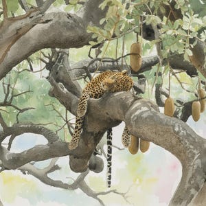 May include: Watercolour painting of a leopard resting on a tree branch. The leopard has a spotted coat and is curled up on a large, grey branch. The tree has green leaves and brown, elongated seed pods hanging from the branches.