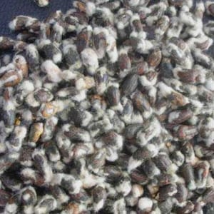 Puede incluir: Primer plano de un montón de semillas de algodón, que muestra una mezcla de colores marrón, negro y blanco. Las semillas tienen un aspecto esponjoso y texturizado, lo que sugiere que están listas para plantar o procesar. La imagen está bien iluminada, resaltando los detalles.
