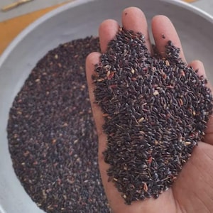 Könnte beinhalten: Nahaufnahme einer Handvoll schwarzer Samen, wahrscheinlich eine Getreide- oder Samensorte, die in der Hand einer Person gehalten wird. Die Samen sind dunkel mit roten und hellbraunen Farbtönen und befinden sich auch in einer Metallschüssel.