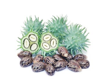 Natural Castor Seeds | Arandi Ke Beej | Ricinus Communis | Traditional Ayurvedic Use
