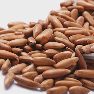 Puede incluir: Primer plano de un montón de piñones. Las nueces son de forma ovalada y de color marrón claro. Están esparcidas sobre una superficie blanca, algunas derramándose de un recipiente blanco.