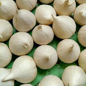 Puede incluir: Primer plano de numerosos bulbos de ajo blancos. Los bulbos están muy juntos, algunos mostrando sus tallos. El ajo tiene una textura suave y papirácea y un color blanco cremoso. La imagen está bien iluminada, destacando los detalles del ajo.