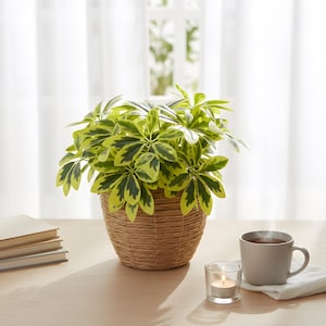 May include: A potted plant with vibrant green and yellow leaves sits in a woven basket on a light-colored wooden table. A gray mug with steam, a lit candle in a glass holder, and a stack of books are also on the table.