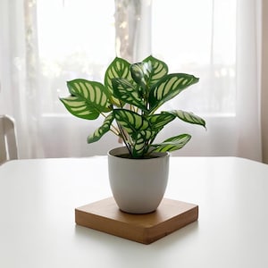 May include: A potted Calathea plant with vibrant green and white striped leaves. The plant sits in a white ceramic pot on a square wooden base. The plant is on a white table in front of a window with sheer curtains.