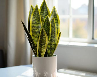 Pianta serpente artificiale - Sansevieria artificiale succulenta per l'arredamento dell'ufficio domestico - Lingua di suocera realistica - Piccolo tavolo verde moderno